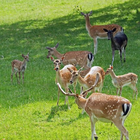 Waldhotel Felsenkeller Bad Iburg Zewnętrze zdjęcie