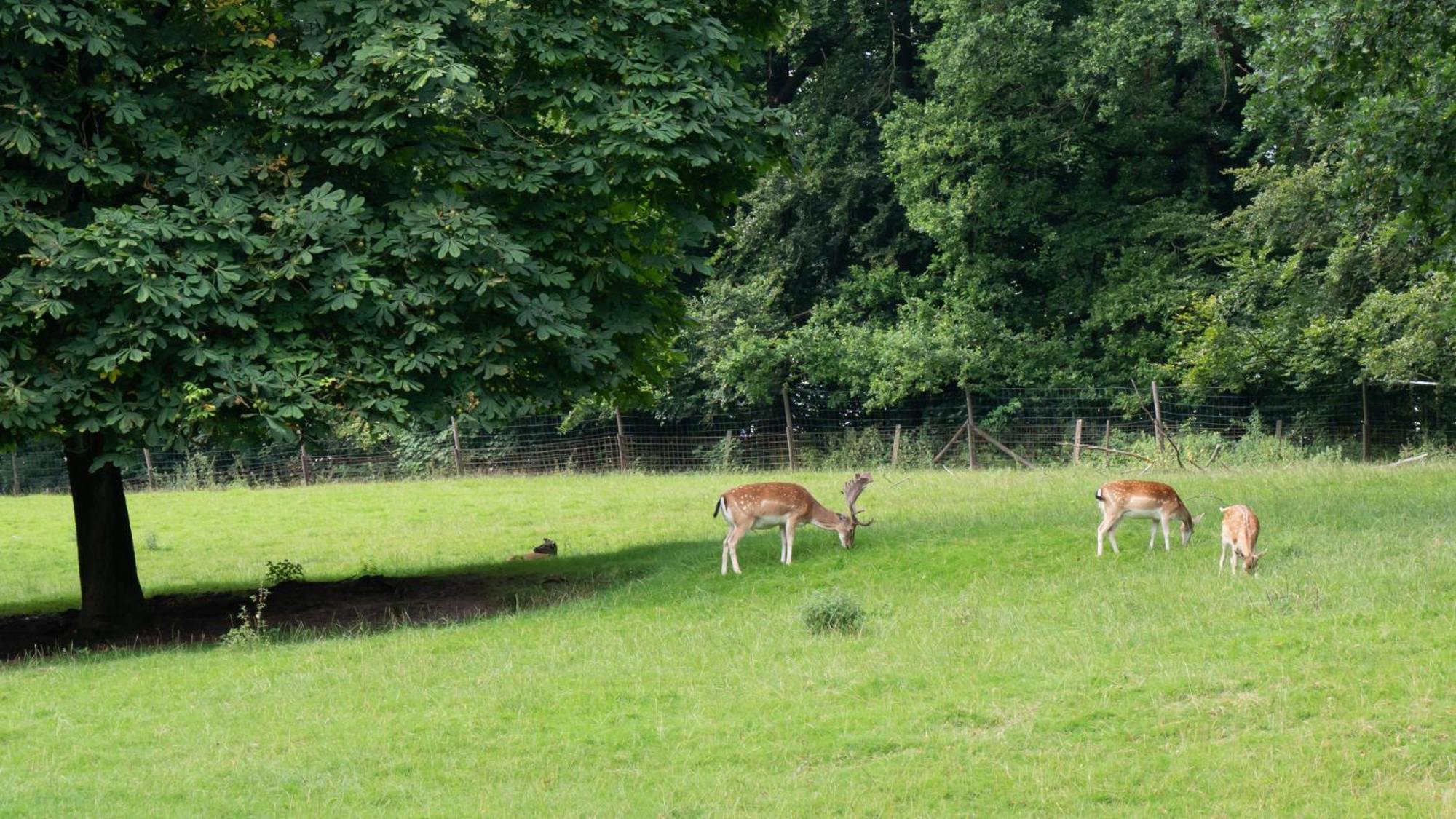 Waldhotel Felsenkeller Bad Iburg Zewnętrze zdjęcie